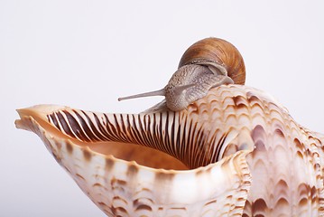 Image showing Snail