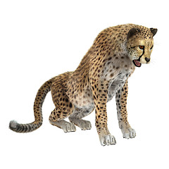 Image showing Cheetah