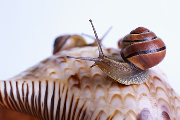 Image showing Snail