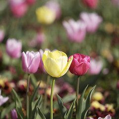 Image showing Tullips