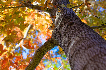 Image showing utumnal Park. Autumn Trees and Leaves