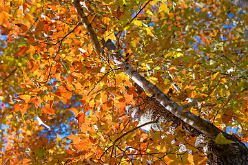 Image showing utumnal Park. Autumn Trees and Leaves