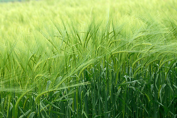 Image showing Wheat crop in summer with a wafting breeze.