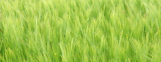 Image showing Wheat in the breeze.