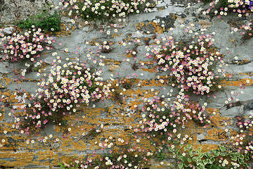 Image showing Wall and Daisies.