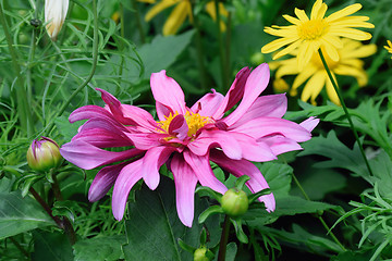 Image showing Dahlia.