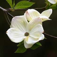 Image showing Dogwood.