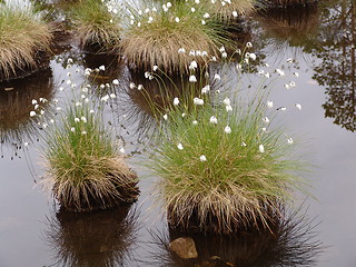 Image showing Hillocks in Water