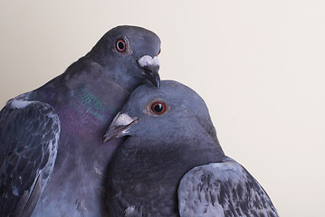 Image showing Two pigeons