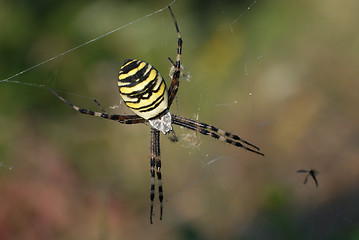 Image showing Wasp spider  female
