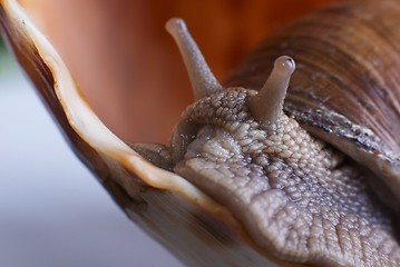 Image showing Snail