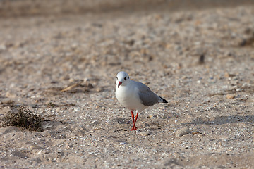 Image showing Seagull walking on sand