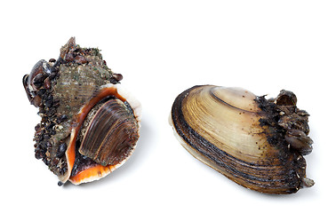 Image showing Veined rapa whelk and river mussels (anodonta)