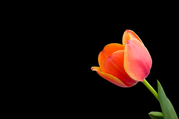 Image showing Tulip isolated on black background