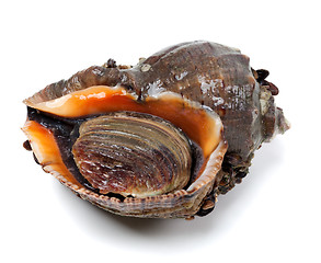 Image showing Veined rapa whelk on white background