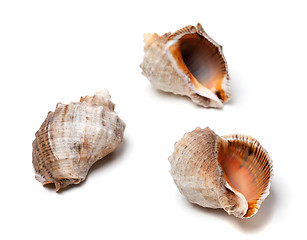 Image showing Three shells from rapana on white background