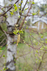 Image showing Birch pollen