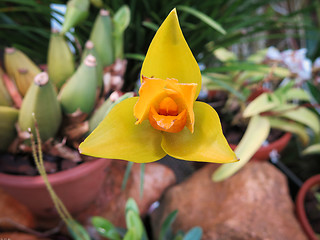 Image showing Orchid Lycaste Ciliata
