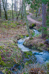 Image showing Forest stream