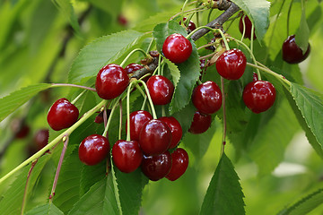 Image showing Cherry Branch