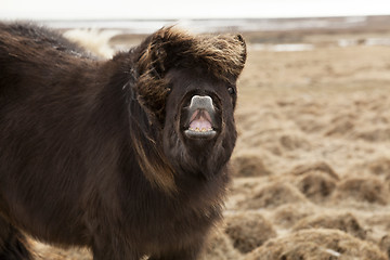 Image showing Laughing Icelandic pony on a meadow