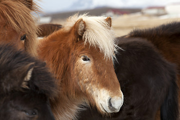Image showing Icelandic horse in a herd