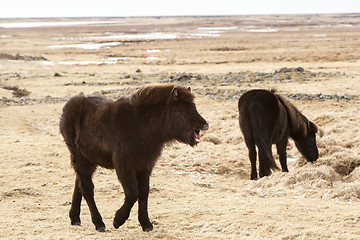 Image showing Laughing Icelandic pony on a meadow