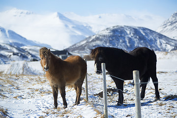 Image showing Two Icelandic horses on a meadow in winter