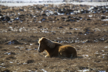 Image showing Laid brown Icelandic horse on a meadow in spring