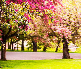 Image showing Blooming trees