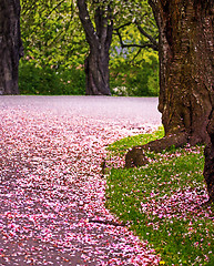 Image showing Pink path