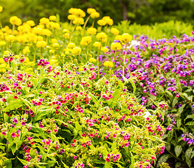 Image showing flowers