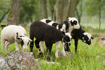 Image showing lamb