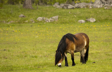 Image showing grazing horse