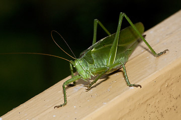 Image showing cricket