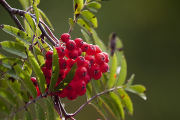 Image showing rowanberries