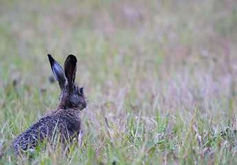 Image showing brown hare