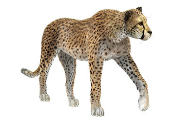 Image showing Cheetah