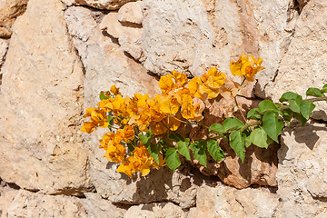 Image showing yellow bougainvillea, Sharm el Sheikh, Egypt.