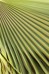 Image showing Green palm leaf texture 