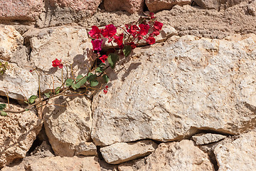 Image showing Red bougainvillea, Sharm el Sheikh, Egypt.