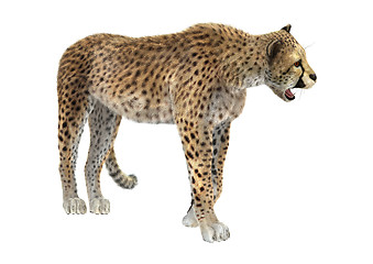 Image showing Cheetah