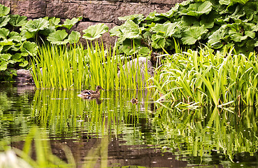 Image showing Duck and duckling in a pond