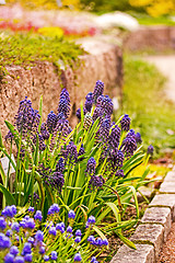 Image showing Pearl flowers with a stone ledge