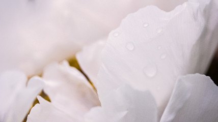 Image showing White petal with dew