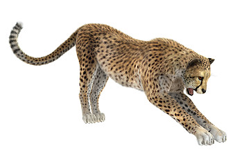 Image showing Cheetah