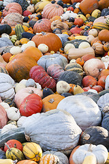 Image showing Different maxima and pepo cucurbita pumpkin pumpkins from autumn