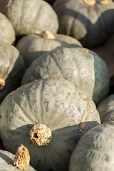 Image showing Blue blauer Hokkaido cucurbita pumpkin pumpkins from autumn harv