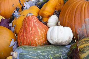 Image showing Different maxima and pepo cucurbita pumpkin pumpkins from autumn