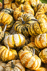 Image showing Sweet Lightning Microwave cucurbita pumpkin pumpkins from autumn